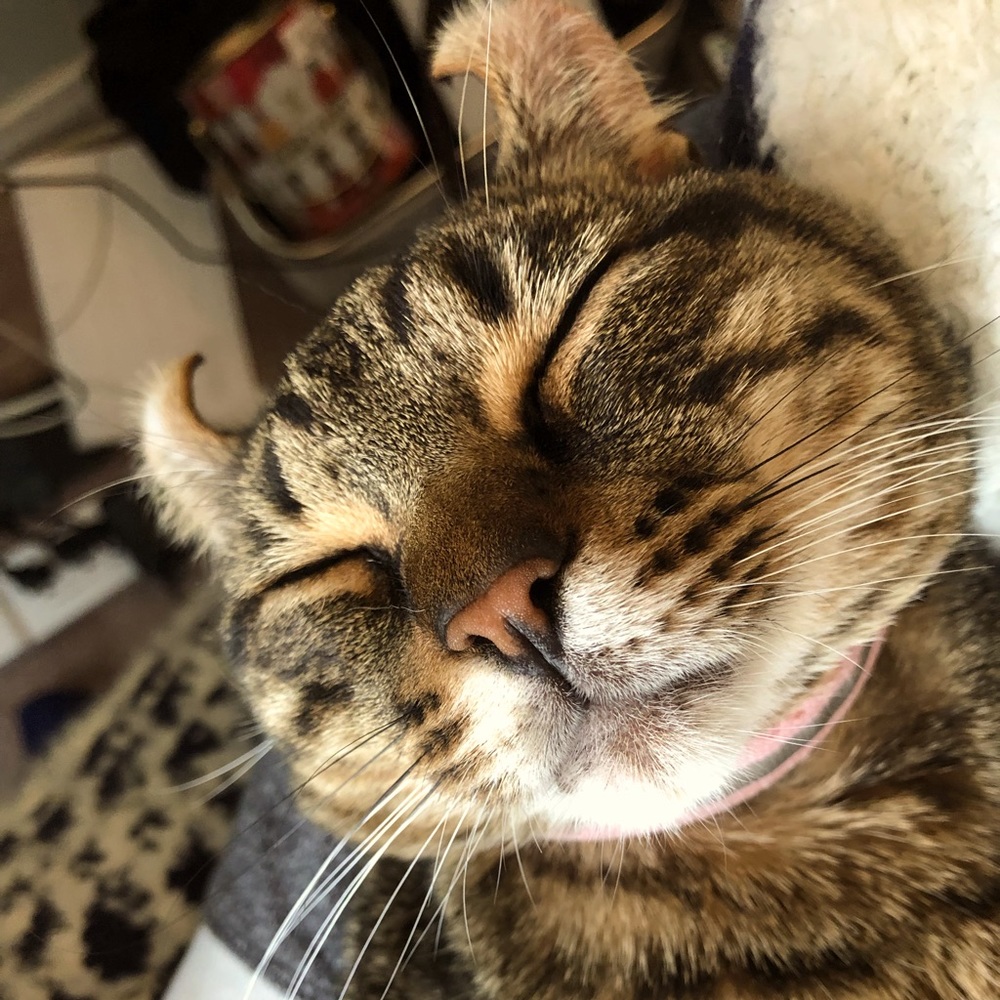 Meet your Posher, Genevieve